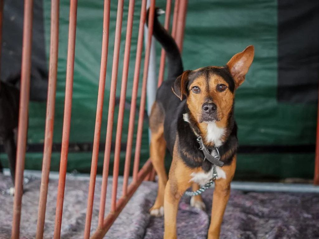 Estado organiza encontro sobre bem-estar animal e planos de contingência