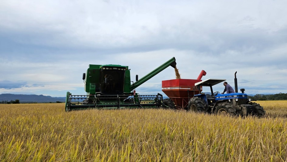 Colheita de arroz atinge 97,02% na região da Campanha