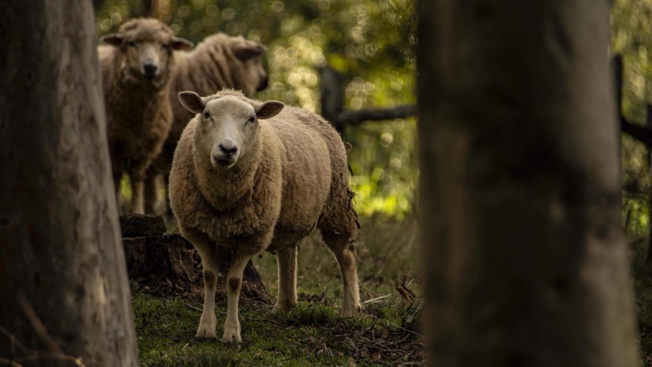 Fenovinos 2026: Criadores de Bagé preparam participação em feira nacional