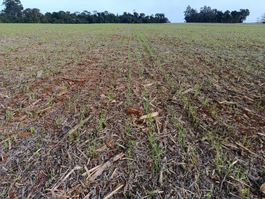 Colheita de milho na região de Bagé atinge 99%