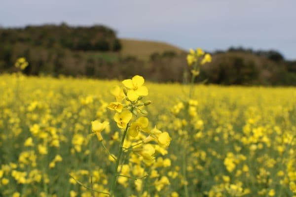 Safra de inverno no RS aponta expansão recorde da canola