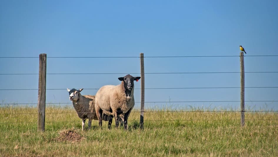 Fenasul Expoleite 2026 registra 1.453 animais e destaca força do agronegócio gaúcho