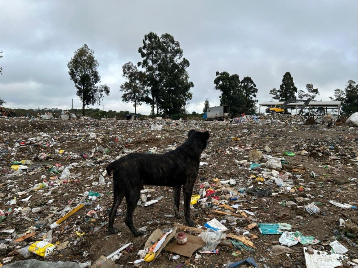 Cerca de 200 cães vivem em meio a 80 toneladas de lixo na área de transbordo de Bagé